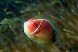 Pink Anemonefish,  Amphiprion perideraion,  With Anemone