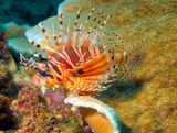 Lionfish on Coral