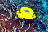 Blue-Spot Butterflyfish. Chaetodon plebeius,  On Anemone