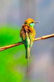 Green Bee-Eater, Merops orientalis, in Wind