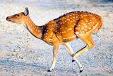 Young Bambi Crossing the Road 