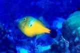 Whitespotted Filefish (Yellow Phase), Cantherhines macrocerus