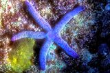 Purple Starfish 