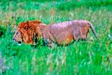 Male Lion Running in Savanah