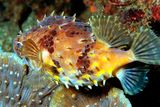 Orbicular Burrfish, Cyclichthys orbicularis, Back