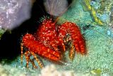 Antillean Lobster 