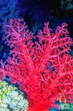 Signature Soft Coral, Moses Rock, 