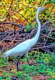 Great White Heron