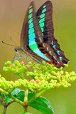 Green Butterfly