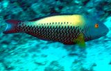 Initial phase (female), Spotted Parrotfish, Cetoscarus ocellatus, Closer