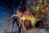 Lobster, Caribbean Spiny Lobster, Panulirus argus, Back