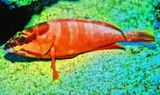 Grouper Resting