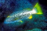 Grouper