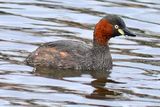 Litle Grebre, Tachybaptus ruficollis poggei , Close