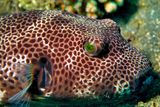Guineafowl Puffer,  Arothron meleagris