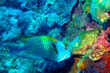 Slingjaw Wrasse, Epibulus insidiator, Eating