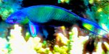 Wrasse
