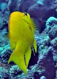 Female Slingjaw Wrasse, Epibulus insidiatortus, Back