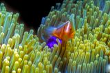 Anemonefish 
