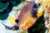 Spotted Trunkfish, Lactophrys bicaudalis