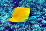 Big Longnose Butterflyfish, Forcipiger longirostris
