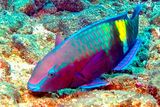 Parrotfish