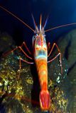 Deep Sea Eatable Shrimp