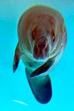 Manatee