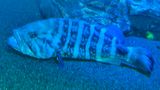 Blue Cod Grouper 