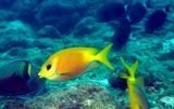 Coral Rabbitfish, Siganus corallinus, And Friends...
