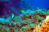 Moorish Idols, Corals