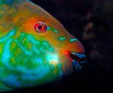 Parrotfish CUp