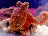 Tako In Aquarium