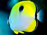 Teardrop Butterflyfish, Chaetodon unimaculatus