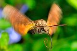 Hummingbird Hawk-Moth (Macroglossum stellatarum), Frontal