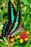 Common Bluebottle Butterfly, Graphium sarpedon nipponum