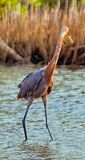Heron, Reddish Egret (Egretta rufescens), In Water, Looking at Me