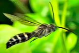 Bee Flying