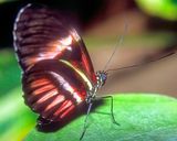 Red Butterfly