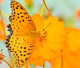Orange On Orange