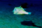 Boxfish On Sandy Bottom