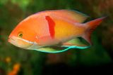 Red-belted Anthias, Pseudanthias rubrizonatus