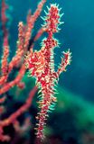 Ornate Ghost Pipefish With Eggs