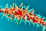 Eggs Inside Ornate Ghost Pipefish