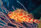 False Kelpfish Sebastiscus marmoratus,  Hiding Behind White Gorgonian