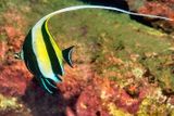 Moorish Idol