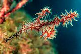 Ornate Ghost Pipefish With Eggs, Eye, Solenostomus paradoxus