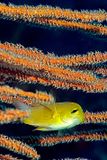 Golden Damselfish On Orange Gorgonian