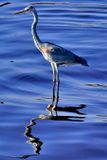 Heron On Water