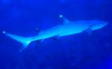 Whitetip Reef Shark In Blue Waters